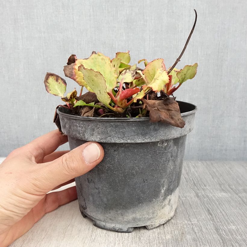 Exemplaar van Bergenia cordifolia Morgenrote - Schoenlappersplant Pot van 2 l/3 l zoals geleverd in de lente