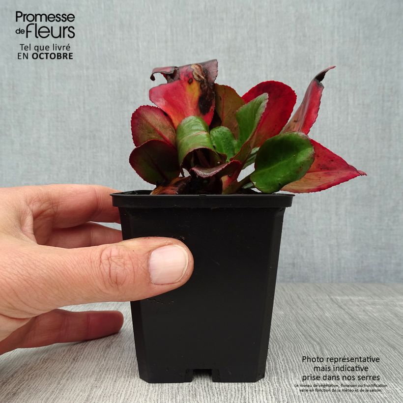 Exemplaar van Bergenia Ouvertüre - Schoenlappersplant Kweekpotje van 8/9 cm zoals geleverd in de herfst