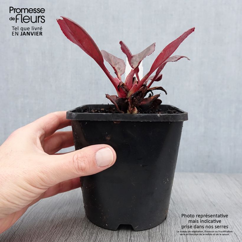 Exemplaar van Bergenia Ouvertüre Pot de 1,5L/2L zoals geleverd in de winter