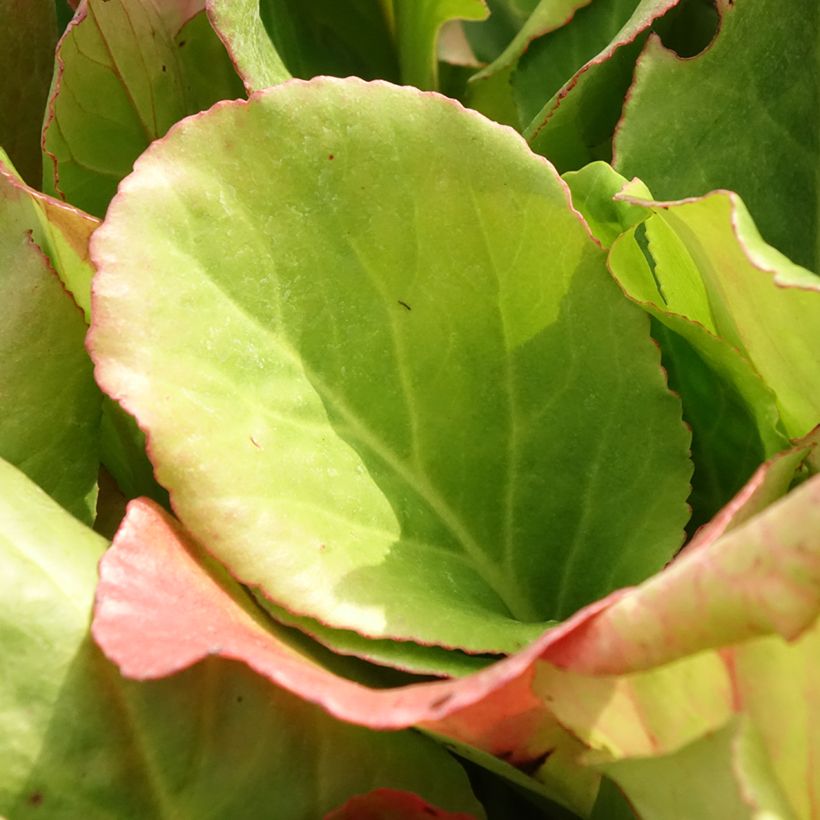 Bergenia purpurascens - Schoenlappersplant (Blad)