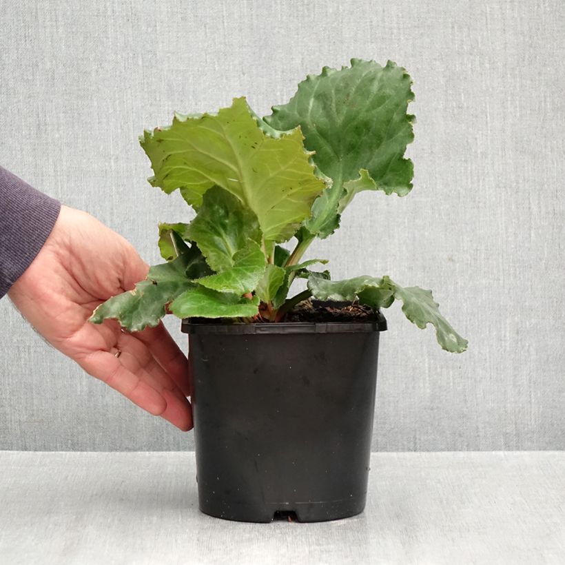 Exemplaar van Bergenia Ripple Effect - Schoenlappersplant Pot van 2 l/3 l zoals geleverd in de herfst