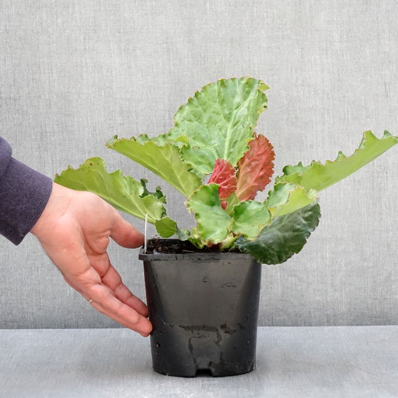 Exemplaar van Bergenia Ripple Effect - Schoenlappersplant Pot van 2 l/3 l zoals geleverd in de lente