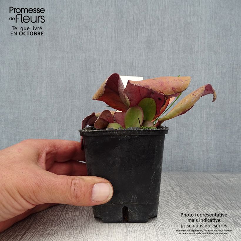 Exemplaar van Bergenia cordifolia Rotblum - Schoenlappersplant Kweekpotje van 7/8 cm zoals geleverd in de herfst