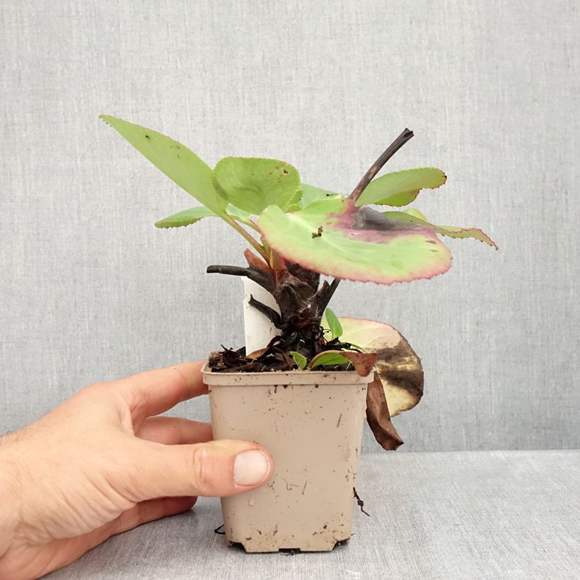 Exemplaar van Bergenia schmidtii - Schoenlappersplant Kweekpotje van 8/9 cm zoals geleverd in de herfst