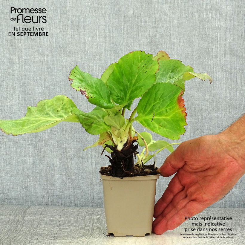 Exemplaar van Bergenia schmidtii - Schoenlappersplant Kweekpotje van 8/9 cm zoals geleverd in de zomer