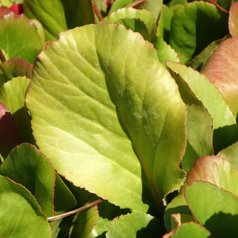 Bergenia Winterglut - Schoenlappersplant (Blad)