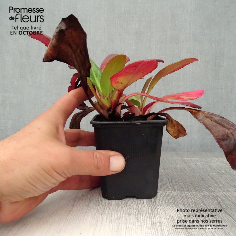 Exemplaar van Bergenia Wintermarchen - Schoenlappersplant Kweekpotje van 8/9 cm zoals geleverd in de herfst