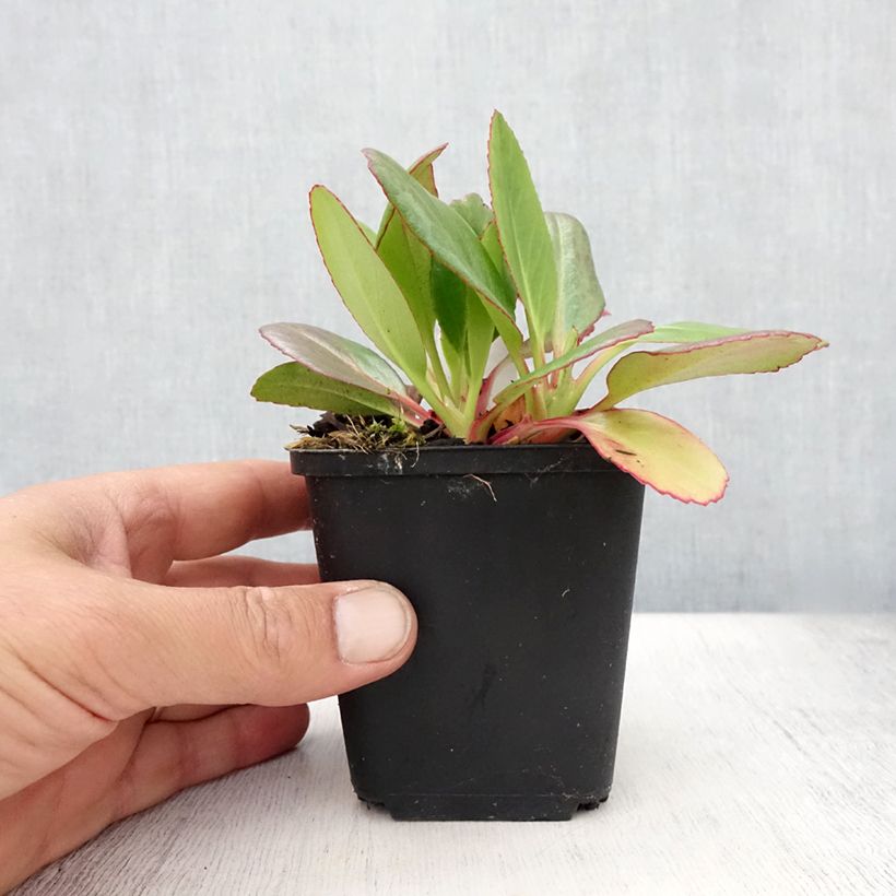 Exemplaar van Bergenia Wintermarchen - Schoenlappersplant Kweekpotje van 8/9 cm zoals geleverd in de zomer