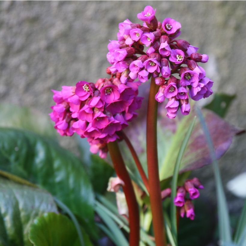 Bergenia purpurascens - Schoenlappersplant (Bloei)