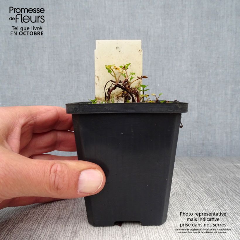 Exemplaar van Berula erecta - Berle dressée, Cresson sauvage Godet de 8/9 cm zoals geleverd in de herfst