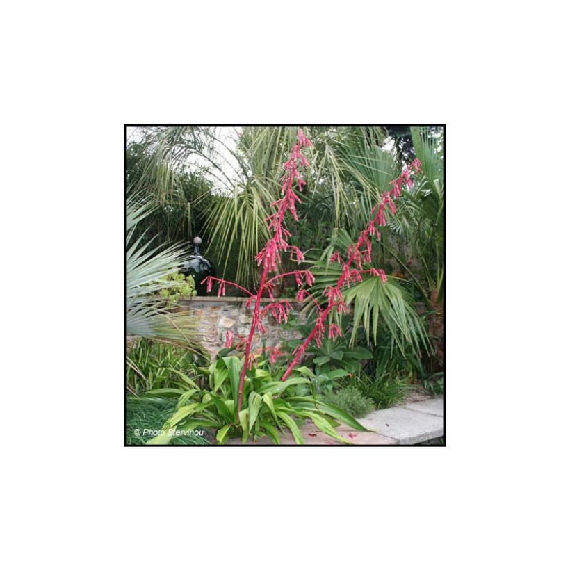 Beschorneria septentrionalis - Mexicaanse lelie (Groeiplaats)