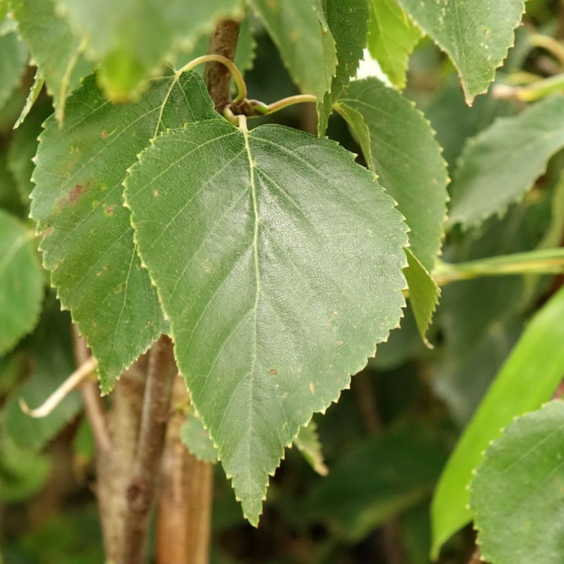 Betula ermanii Holland - Goudberk (Blad)