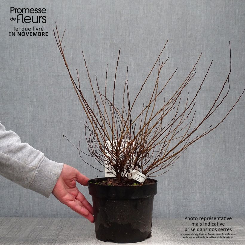 Exemplaar van Betula nana Golden Treasure - Dwergberk Pot van 3 l/4 l zoals geleverd in de herfst