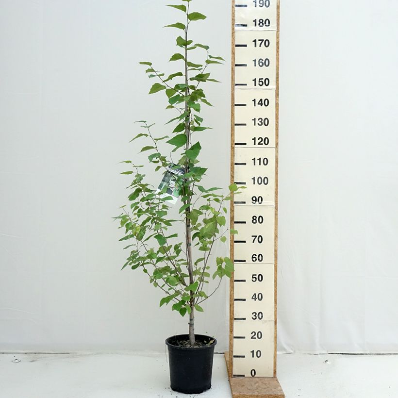 Exemplaar van Betula papyrifera - Himalayaberk Pot van 7,5 l/10 l zoals geleverd in de zomer