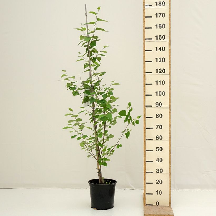 Exemplaar van Betula papyrifera - Himalayaberk Pot van 7,5 l/10 l zoals geleverd in de lente