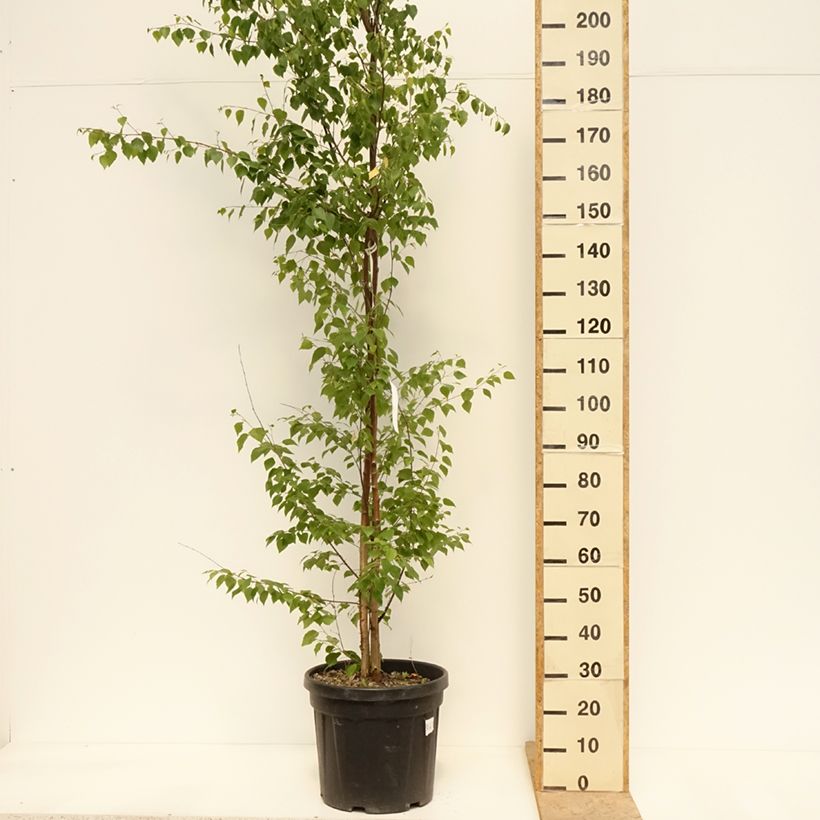 Example of Betula pendula - Ruwe berk Pot van 18 l/20 l as you get in printemps