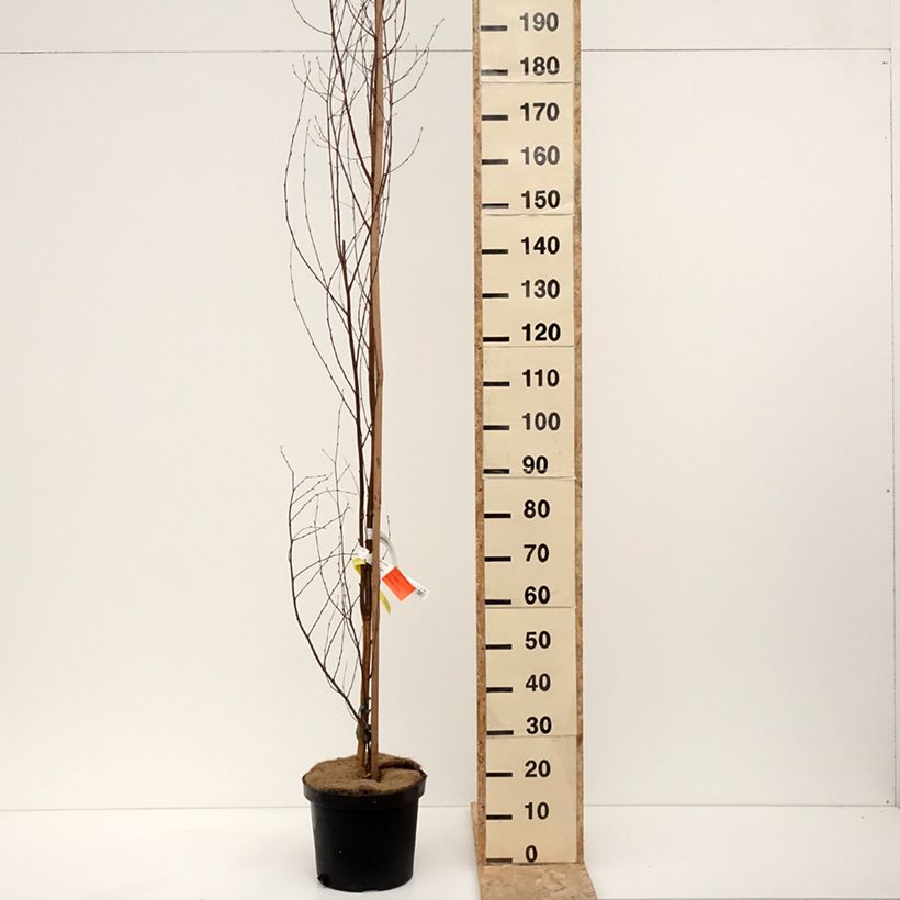 Exemplaar van Betula pendula Fastigiata - Bouleau fastigié Pot de 7,5L/10L, Tige zoals geleverd in de winter