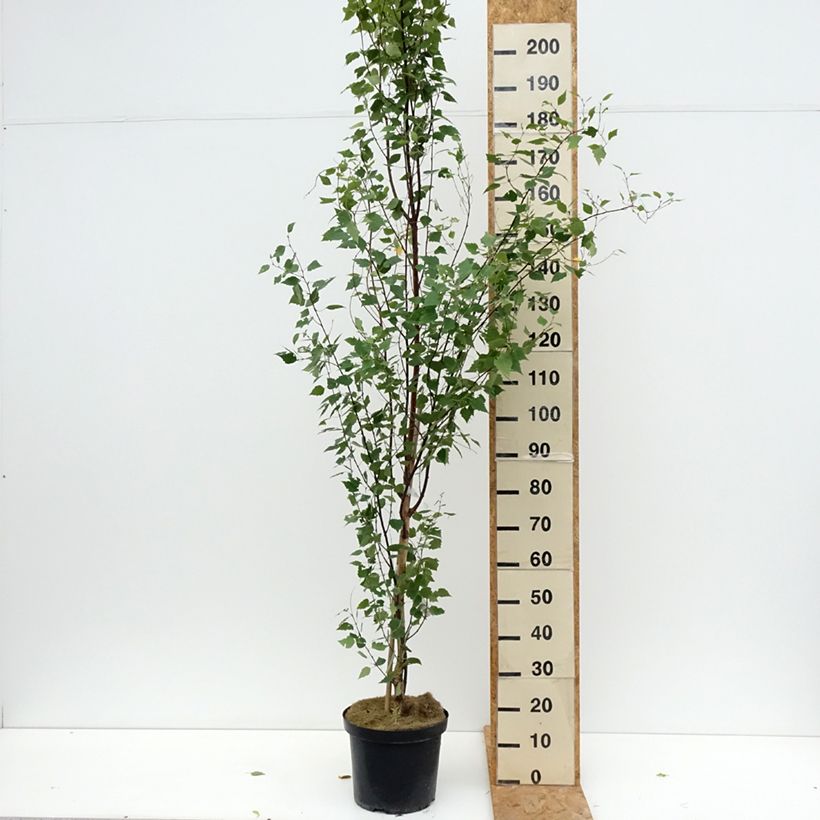Exemplaar van Betula pendula Fastigiata - Ruwe berk Pot van 7,5 l/10 l zoals geleverd in de zomer