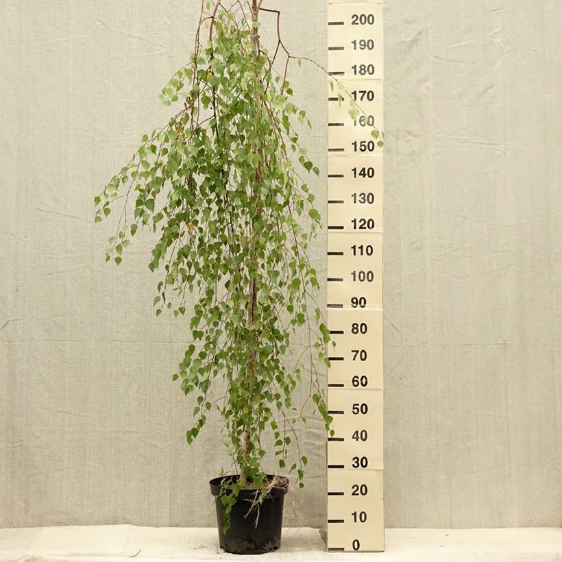 Exemplaar van Betula pendula Magical Globe - Ruwe berk Pot van 7,5 l/10 l zoals geleverd in de zomer