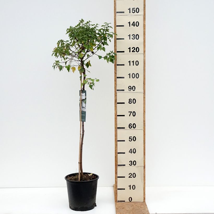 Exemplaar van Betula pendula Magical Globe - Ruwe berk Pot van 7,5 l/10 l zoals geleverd in de herfst