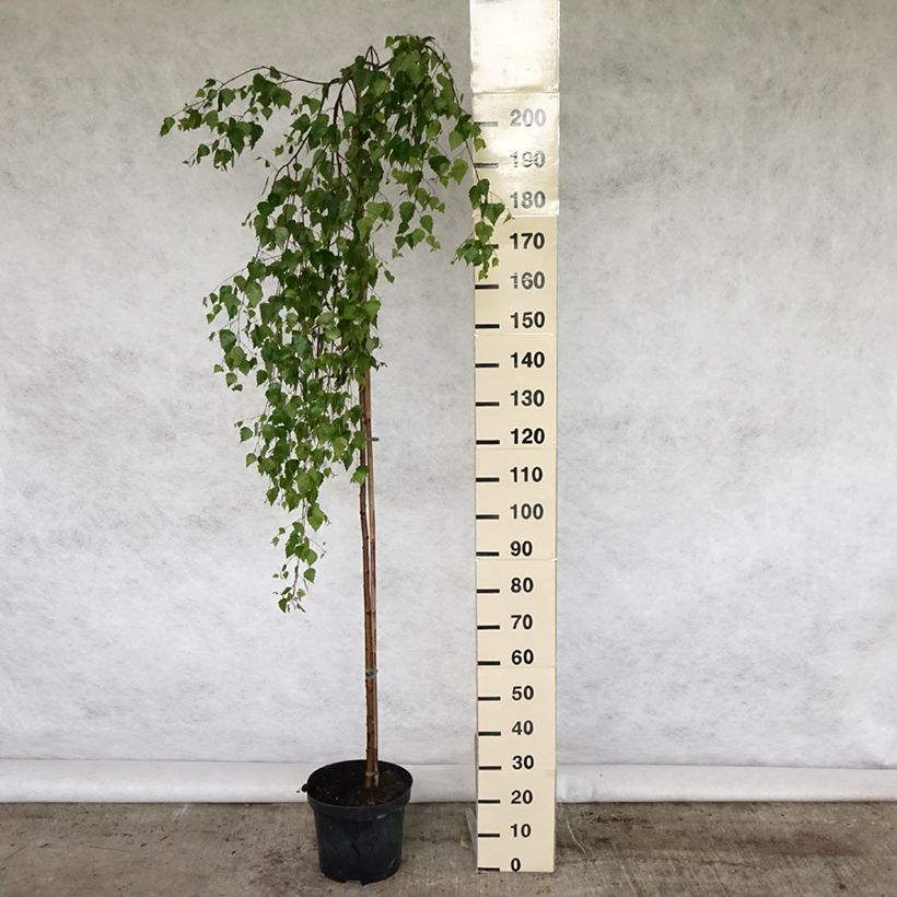 Exemplaar van Betula pendula Youngii - Ruwe berk Pot van 7,5 l/10 l zoals geleverd in de lente