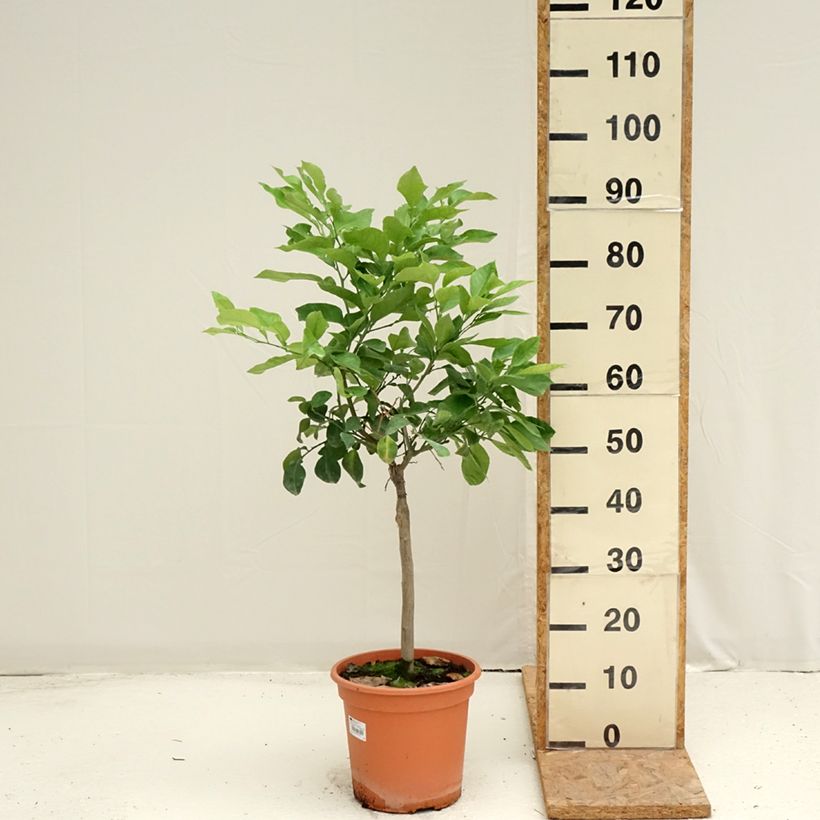 Exemplaar van Zure sinaasappel Pot van 6 l/7 l, Kwartstam zoals geleverd in de zomer