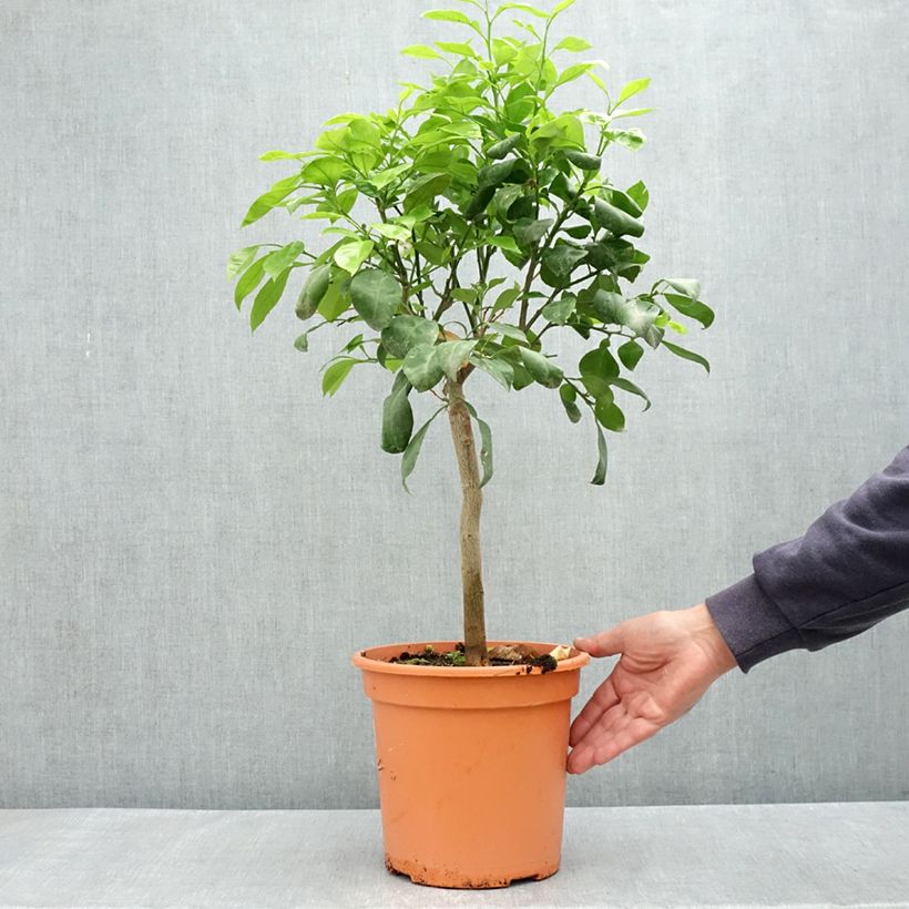 Exemplaar van Zure sinaasappel Pot van 6 l/7 l, Kwartstam zoals geleverd in de lente