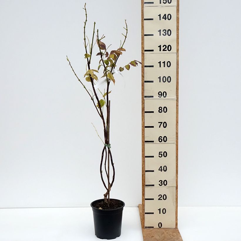 Exemplaar van Campsis tagliabuana Ebony & Red - Trompetklimmer Pot van 4 l/5 l zoals geleverd in de herfst