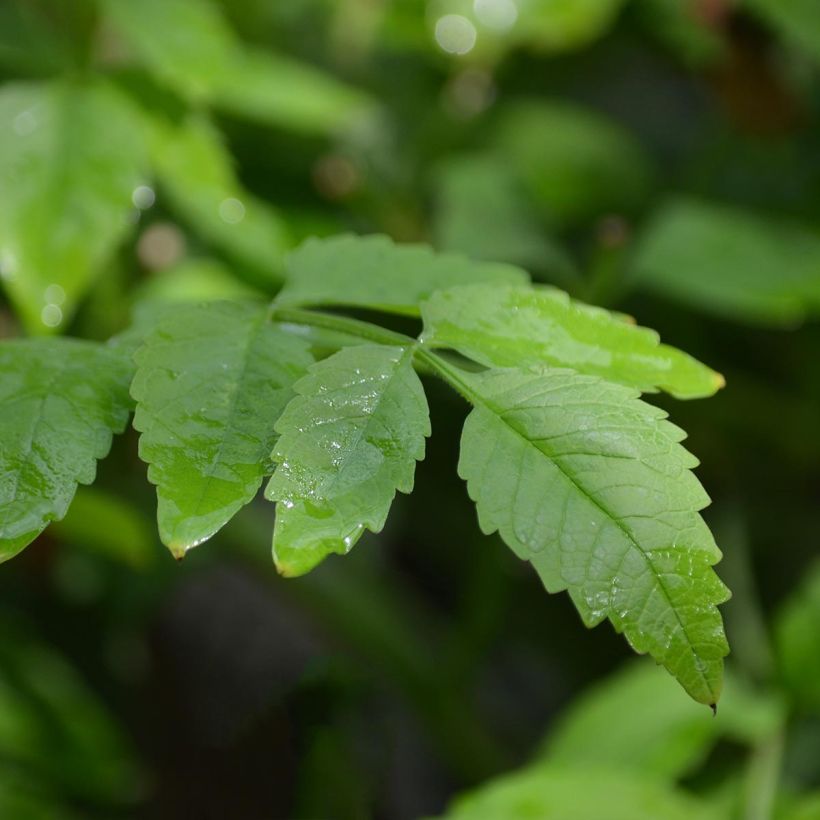 Campsis radicans Stromboli - Trompetklimmer (Foliage)