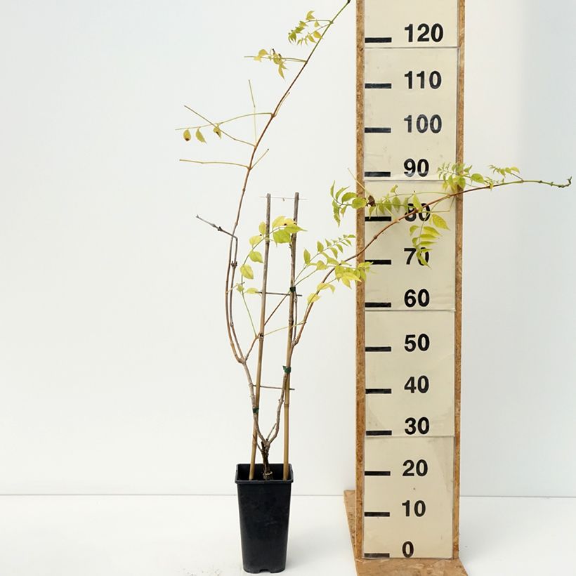 Exemplaar van Campsis tagliabuana Golden Trumpet - Trompetklimmer Pot van 3 l/4 l zoals geleverd in de herfst