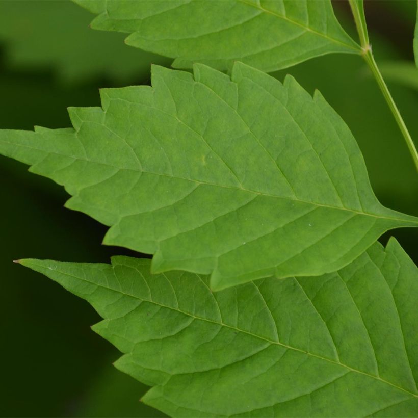 Campsis radicans Indian Summer - Trompetklimmer (Blad)