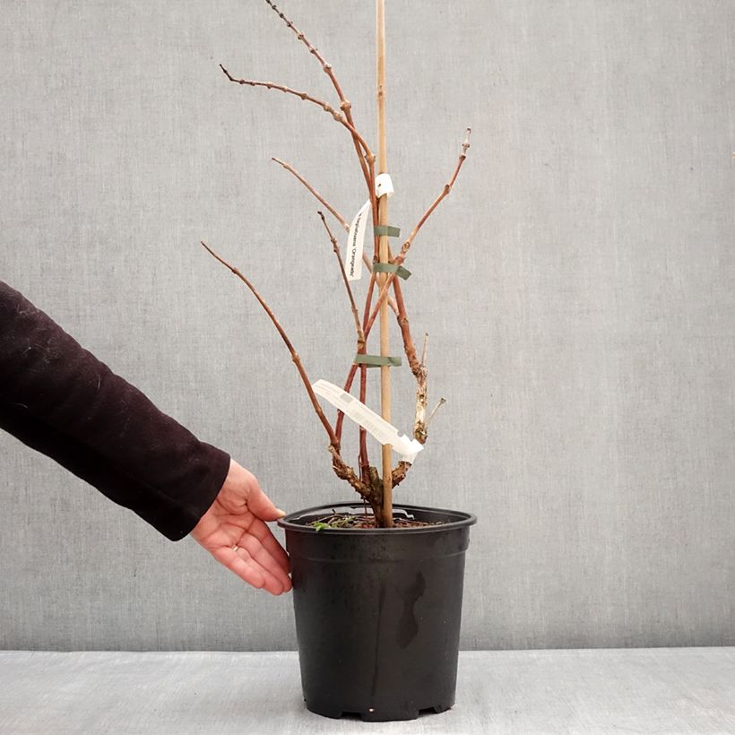 Exemplaar van Campsis tagliabuana Orangeade - Trompetklimmer Pot van 6 l/7 l zoals geleverd in de winter