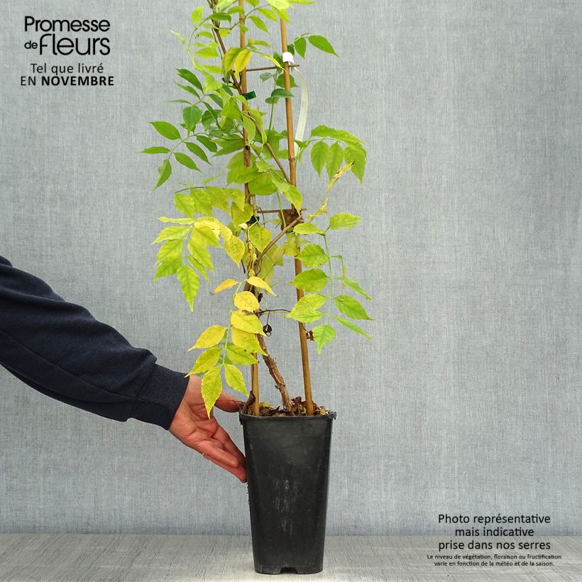 Exemplaar van Campsis radicans Atropurpurea - Trompetklimmer Pot van 2 l/3 l zoals geleverd in de herfst