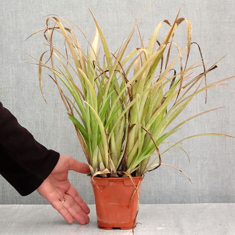 Exemplaar van Billbergia nutans - Vriendschapsplant Pot van 1 l/1,5 l zoals geleverd in de herfst