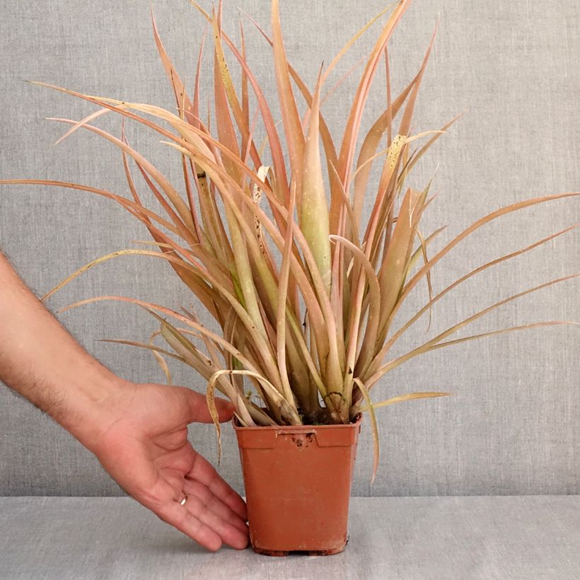 Exemplaar van Billbergia nutans - Vriendschapsplant Pot van 1 l/1,5 l zoals geleverd in de zomer