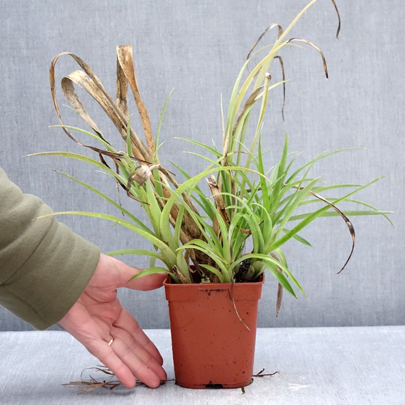 Exemplaar van Billbergia nutans - Vriendschapsplant Pot van 1 l/1,5 l zoals geleverd in de winter