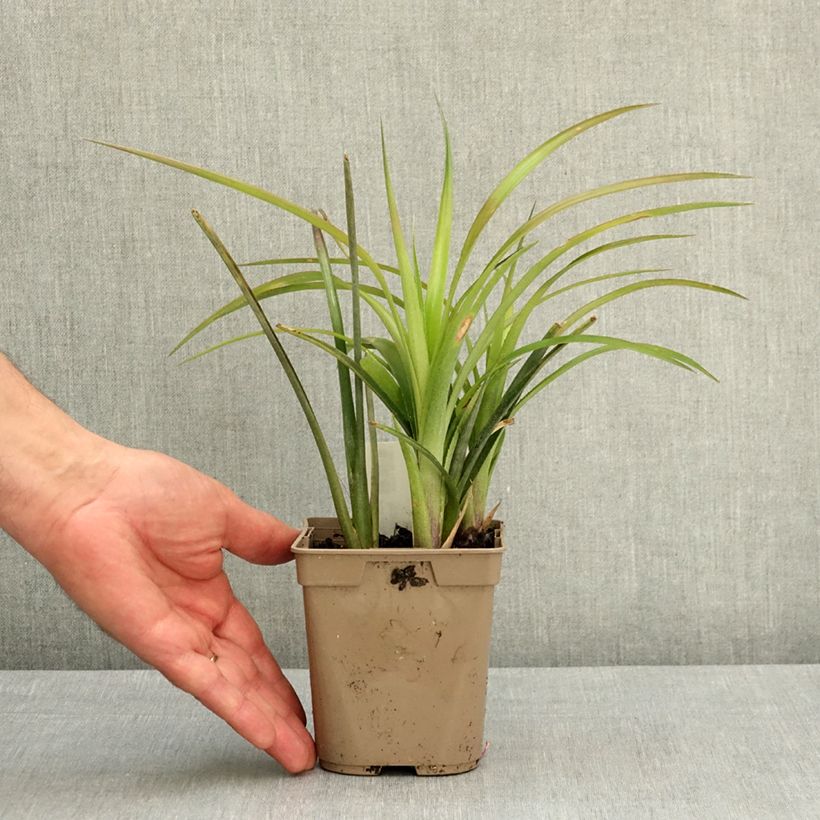 Exemplaar van Billbergia nutans - Vriendschapsplant Pot van 1 l/1,5 l zoals geleverd in de lente