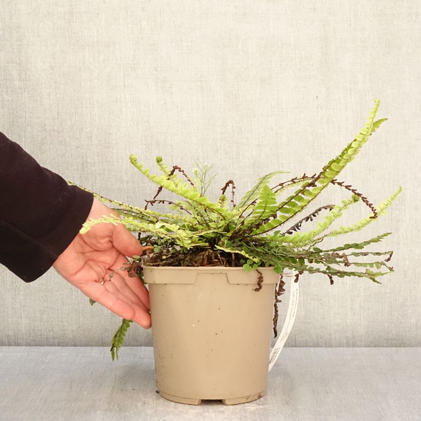 Exemplaar van Blechnum fluviatile - Dubbelloof Pot van 3 l/4 l zoals geleverd in de lente