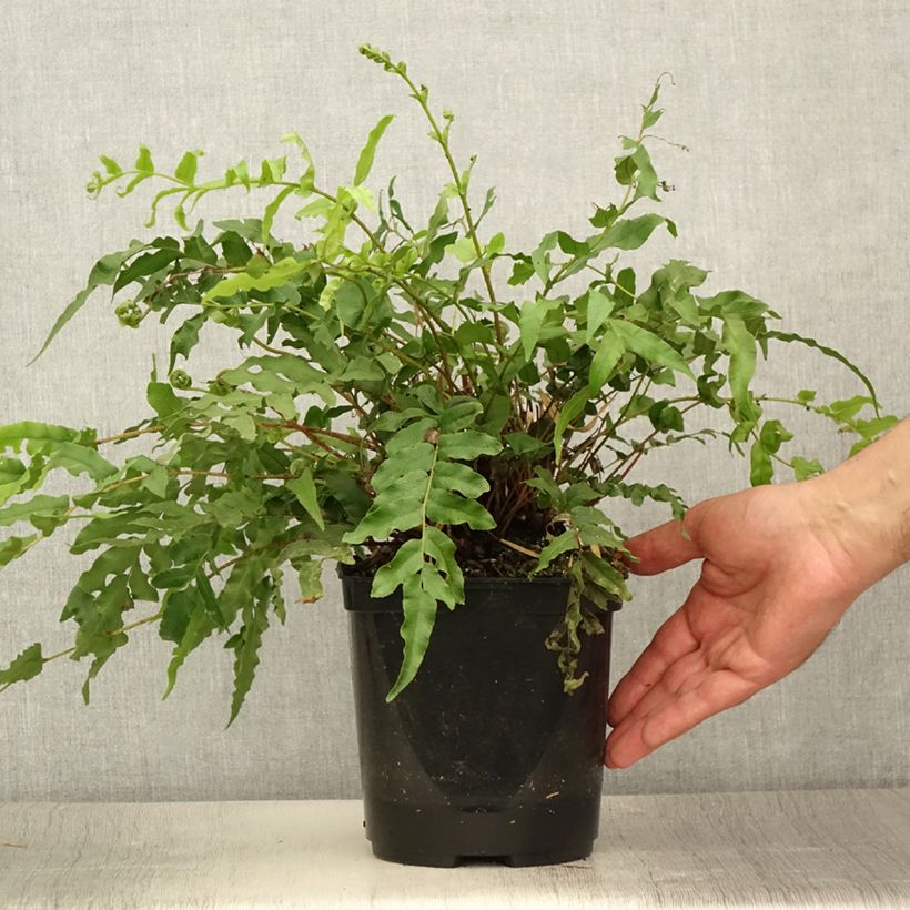 Exemplaar van Blechnum novae-zelandiae - Dubbelloof Pot van 3 l/4 l zoals geleverd in de zomer