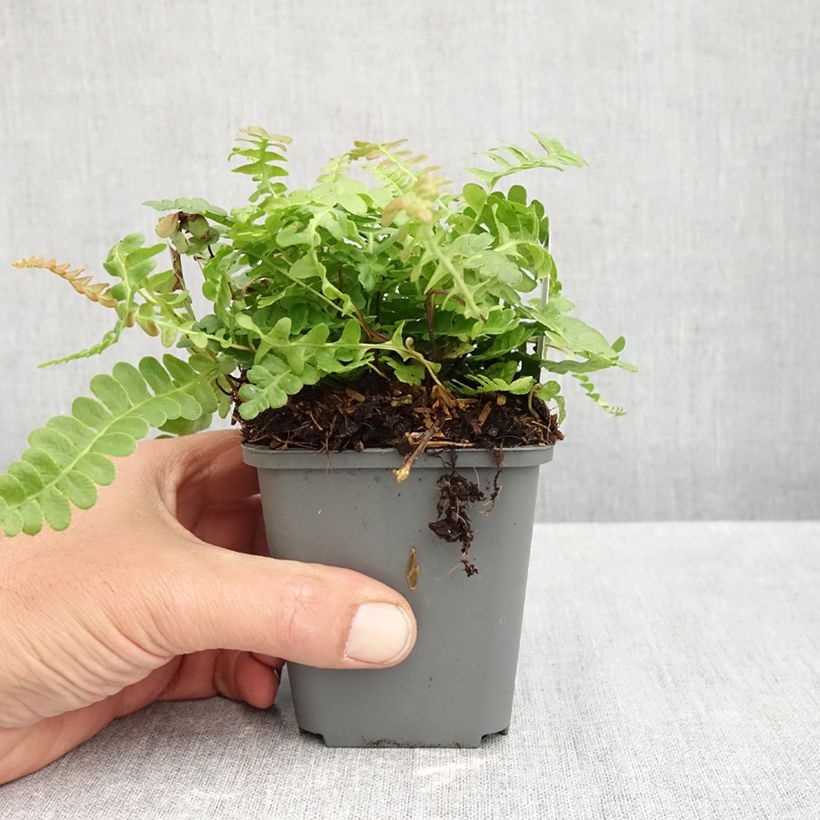Exemplaar van Blechnum penna-marina - Dubbelloofvaren Kweekpotje van 8/9 cm zoals geleverd in de herfst