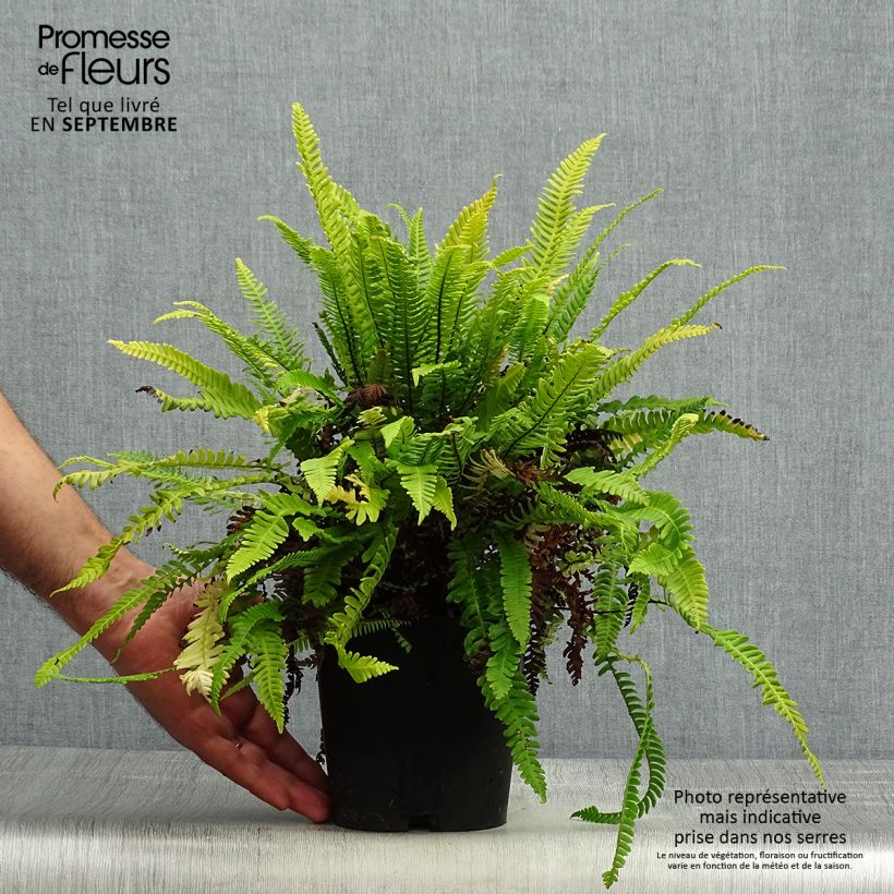 Exemplaar van Blechnum spicant - Dubbelloofvaren Pot van 2 l/3 l zoals geleverd in de herfst