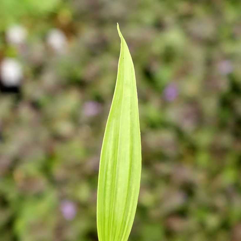 Bletilla ochracea - Aardorchidee (Blad)