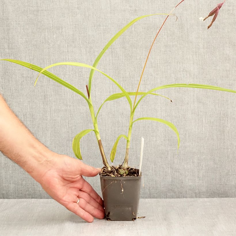 Exemplaar van Bletilla Penway Paris - Japanse orchidee Kweekpotje van 8/9 cm zoals geleverd in de zomer