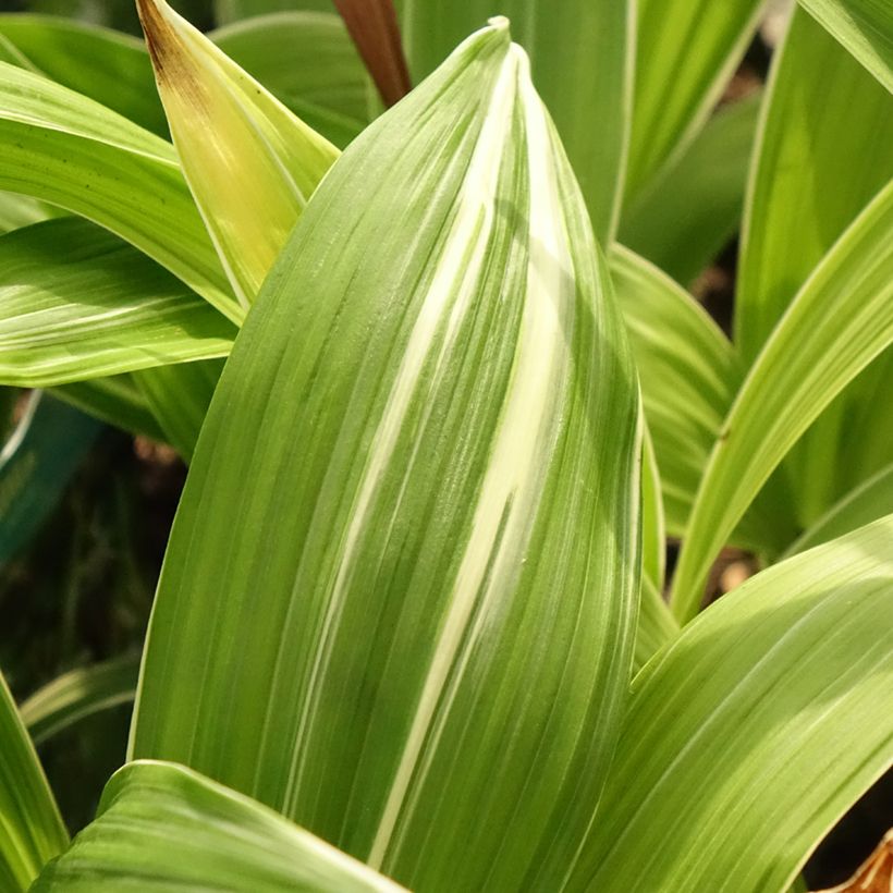Bletilla striata Alba - Japanse orchidee (Blad)