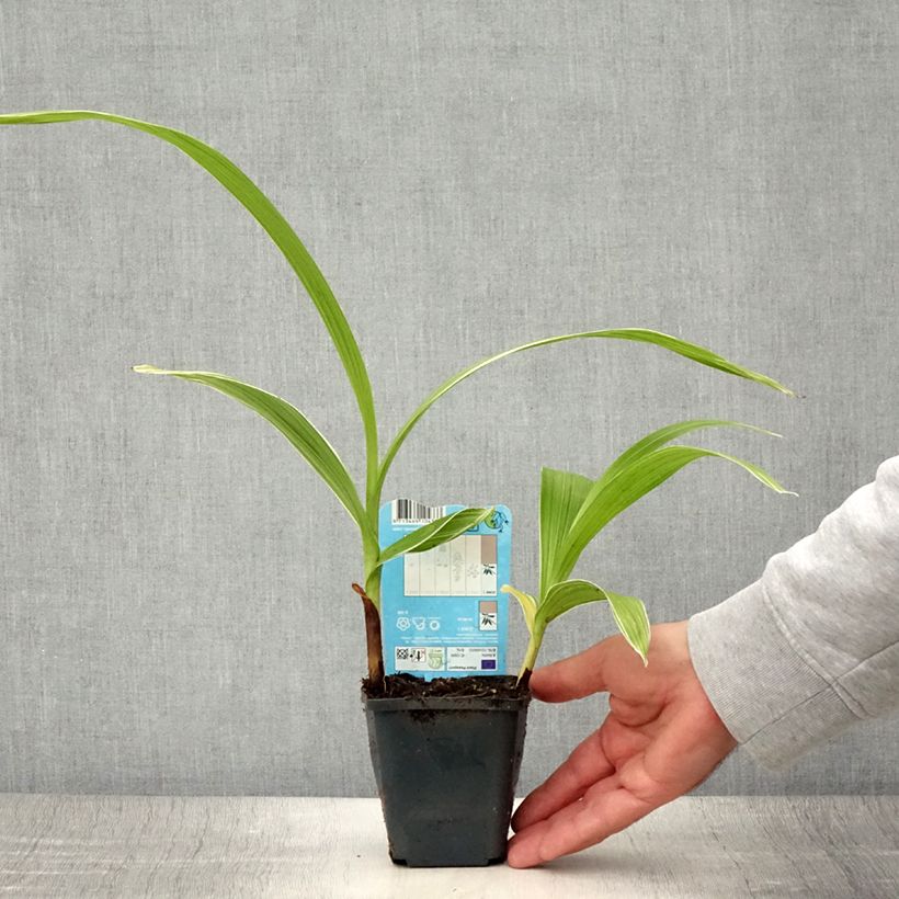 Exemplaar van Bletilla striata Alba - Japanse orchidee Kweekpotje van 8/9 cm kaliber I zoals geleverd in de zomer