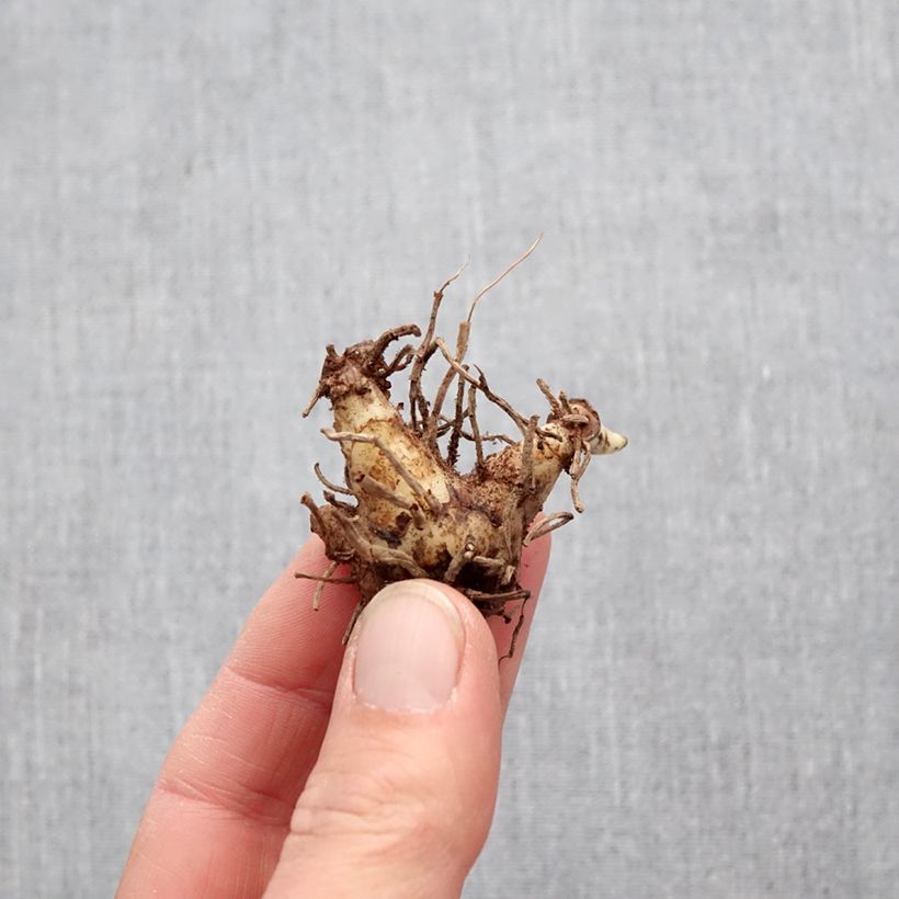 Exemplaar van Bletilla striata Alba Variegata - Japanse orchidee Bol kaliber I zoals geleverd in de lente