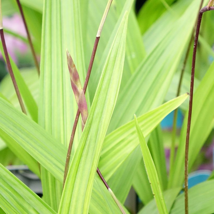 Bletilla striata - Japanse orchidee (Blad)