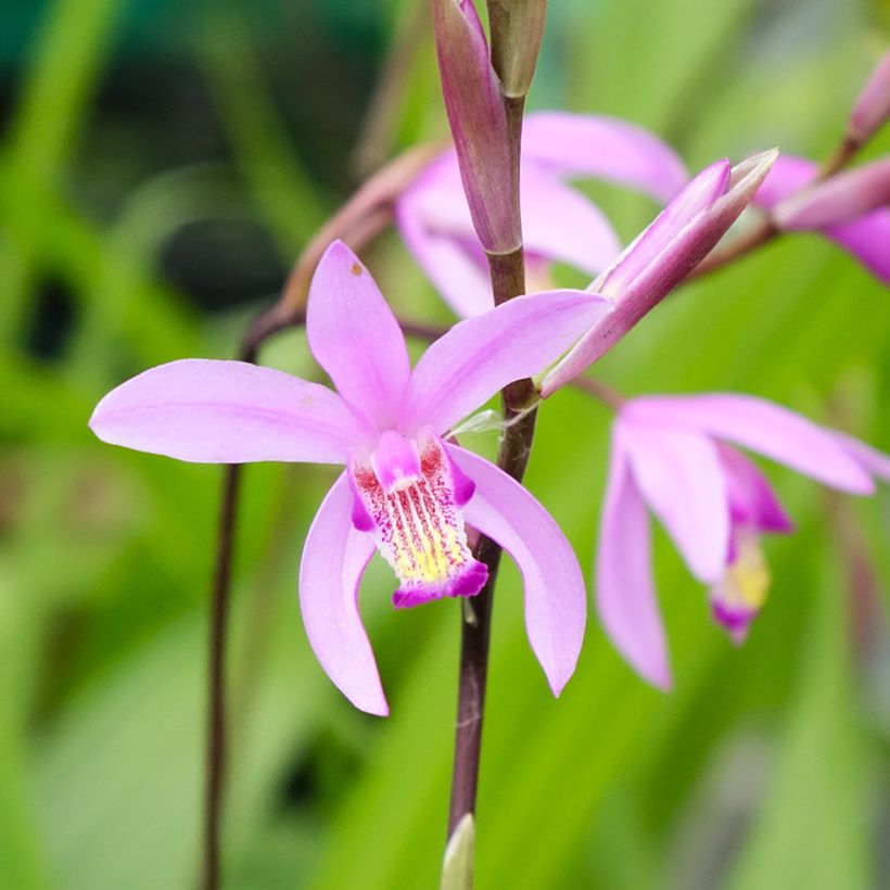 Bletilla striata - Japanse orchidee (Bloei)
