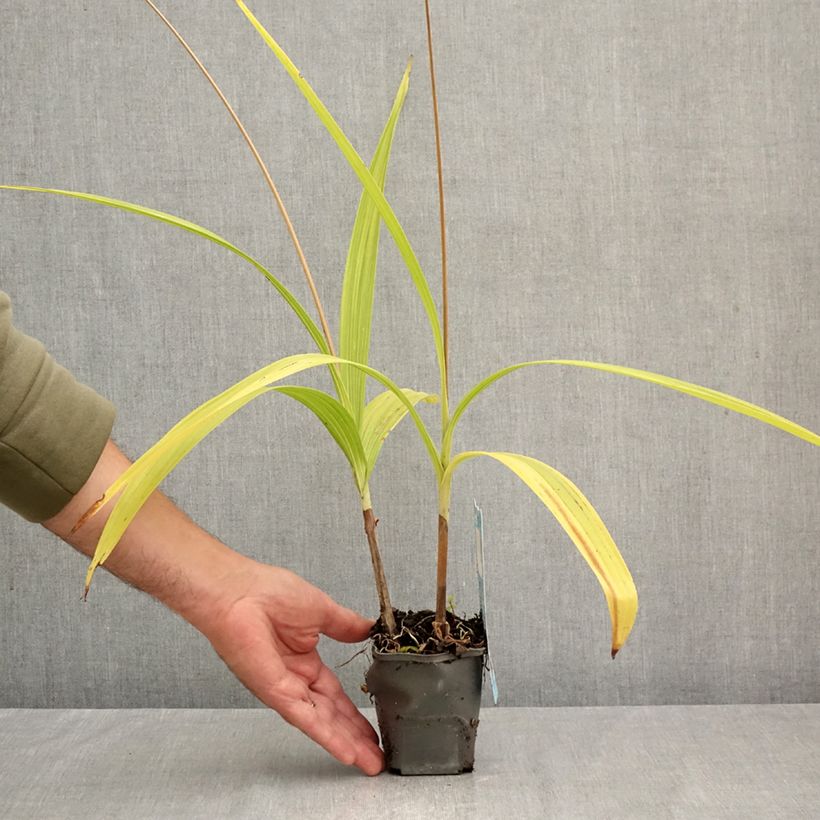 Exemplaar van Bletilla striata - Japanse orchidee Kweekpotje van 8/9 cm zoals geleverd in de herfst