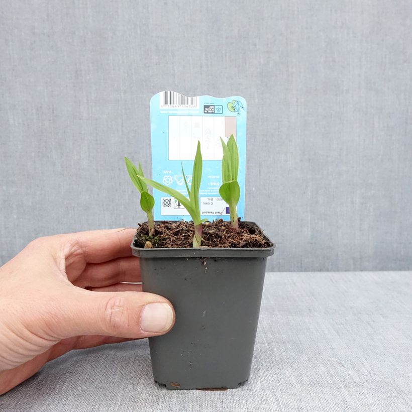 Exemplaar van Bletilla striata - Japanse orchidee Kweekpotje van 8/9 cm zoals geleverd in de lente